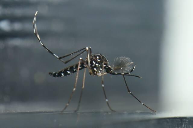 tmontal's tweet photo. Este agosto en Francia se han detectado 7 casos de dengue autoctono, incluido la investigacion de un brote de 5 personas. 
En total en el 2022 ya son 8 casos de transmision autoctona.
La vigilancia y control de 🦠🦠y 🦟🦟 una prioridad‼️

https://t.co/vvOhJVbtUu https://t.co/Ijuo5pejzP