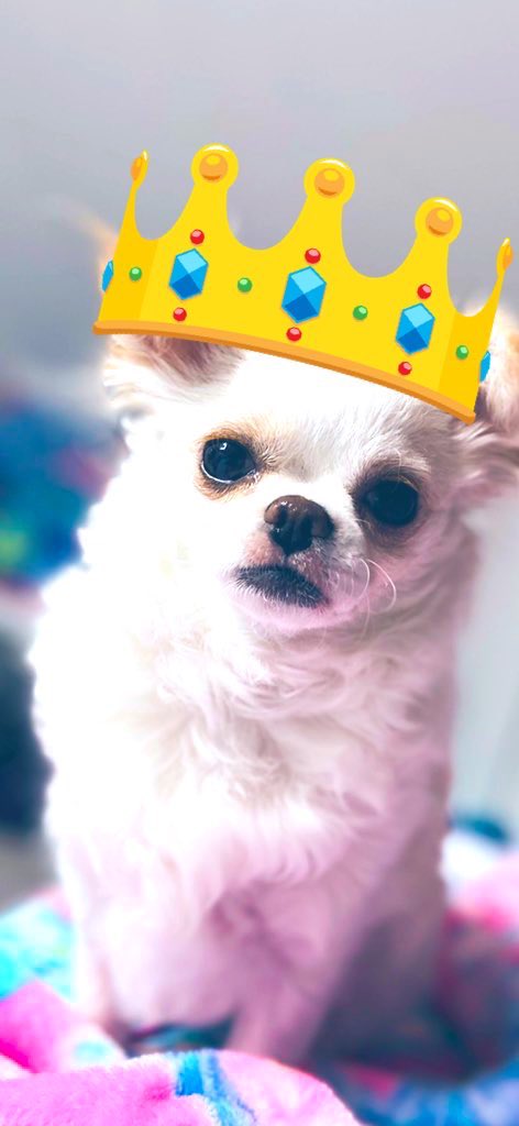 Lostfmylove's tweet photo. @notkelbel Hey Kel bel 🌹🌺🔥🌸👍🥰 chuby dog mom happy 50 birthday ! You look like 21  enjoy girl  have soem dirnk with your dog ! Lily https://t.co/wWorhxgoDr