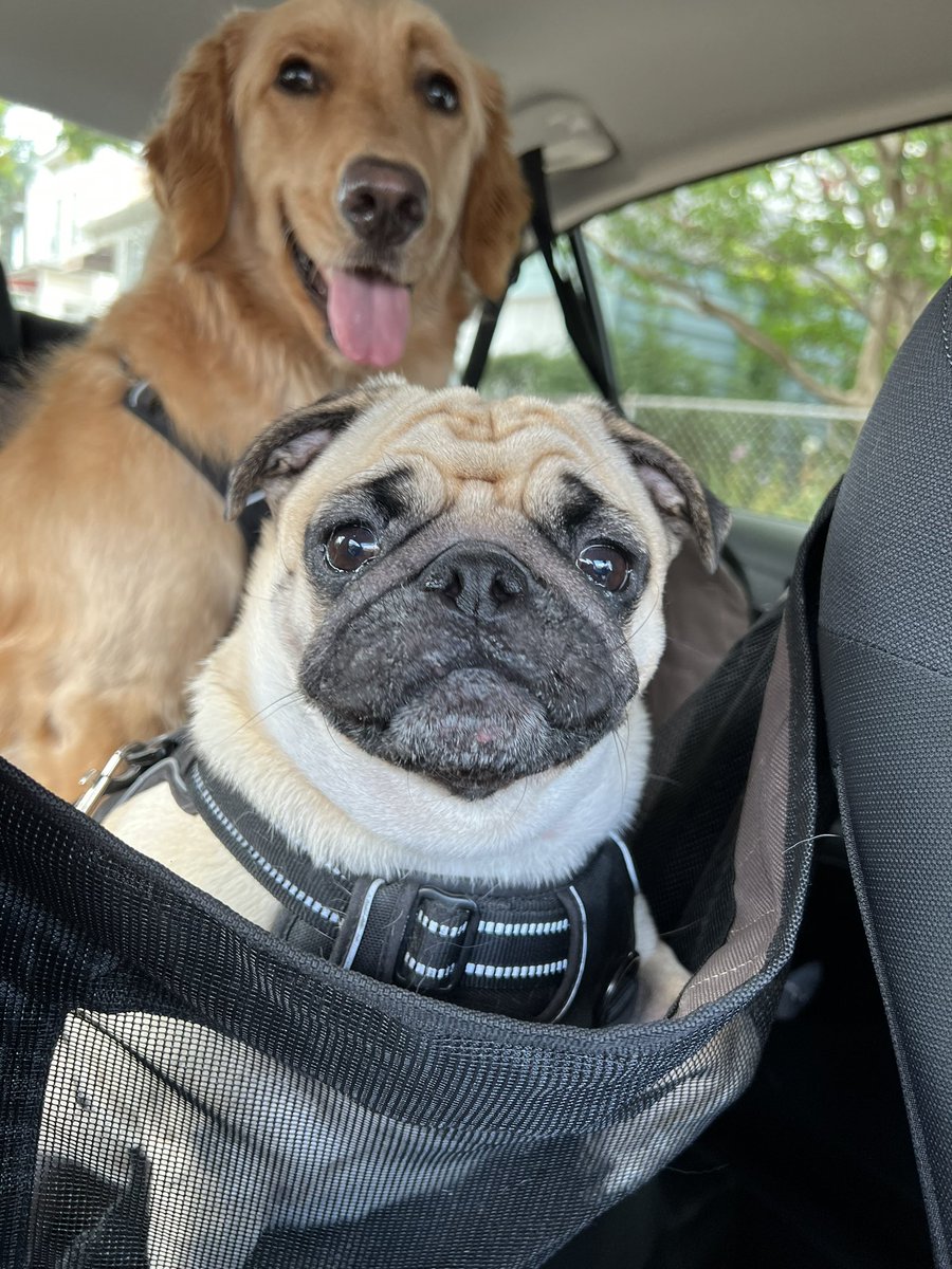 mayrushart tweet media