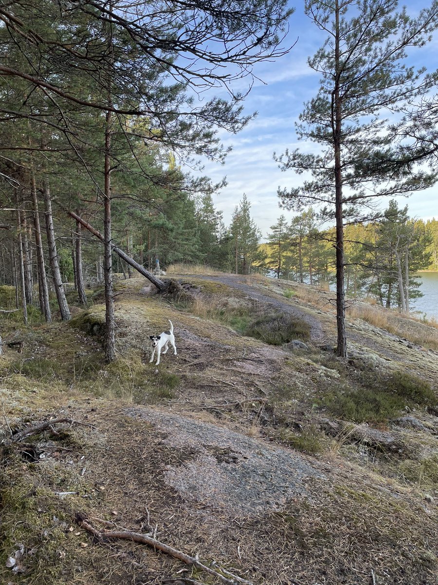 Pasi Nikama tweet media