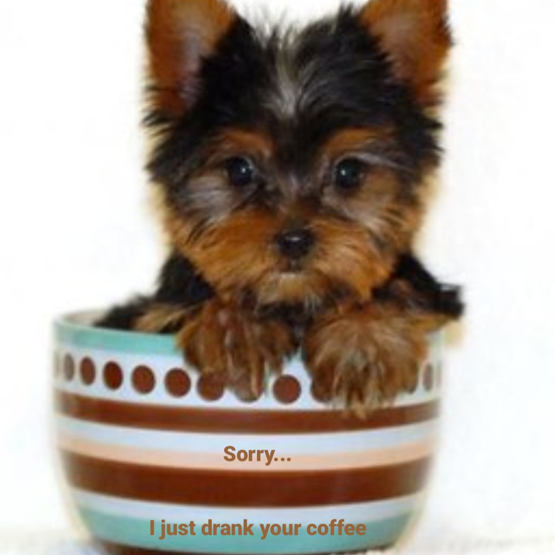 coffeeblogger1's tweet photo. Sorry... I drank your cofee... :)
#puppy #coffeejokes #coffee #funnymemes #cutepuppy #littlepuppy #coffeebrewingmethods https://t.co/ejZy2uahwm