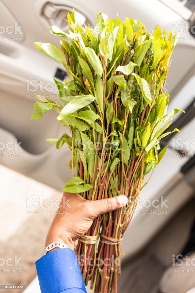 pineapple tomato plant Pineapple Tomato Seeds