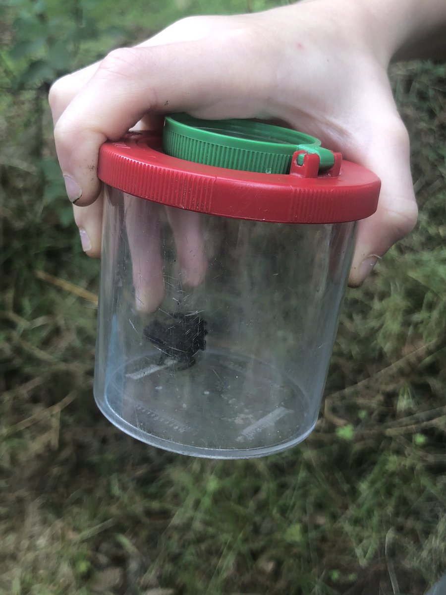 LearningLog1's tweet image. #LGPAScience @laceygreenpa It’s been a summer spent exploring nature, learning about different animals and their habitats.