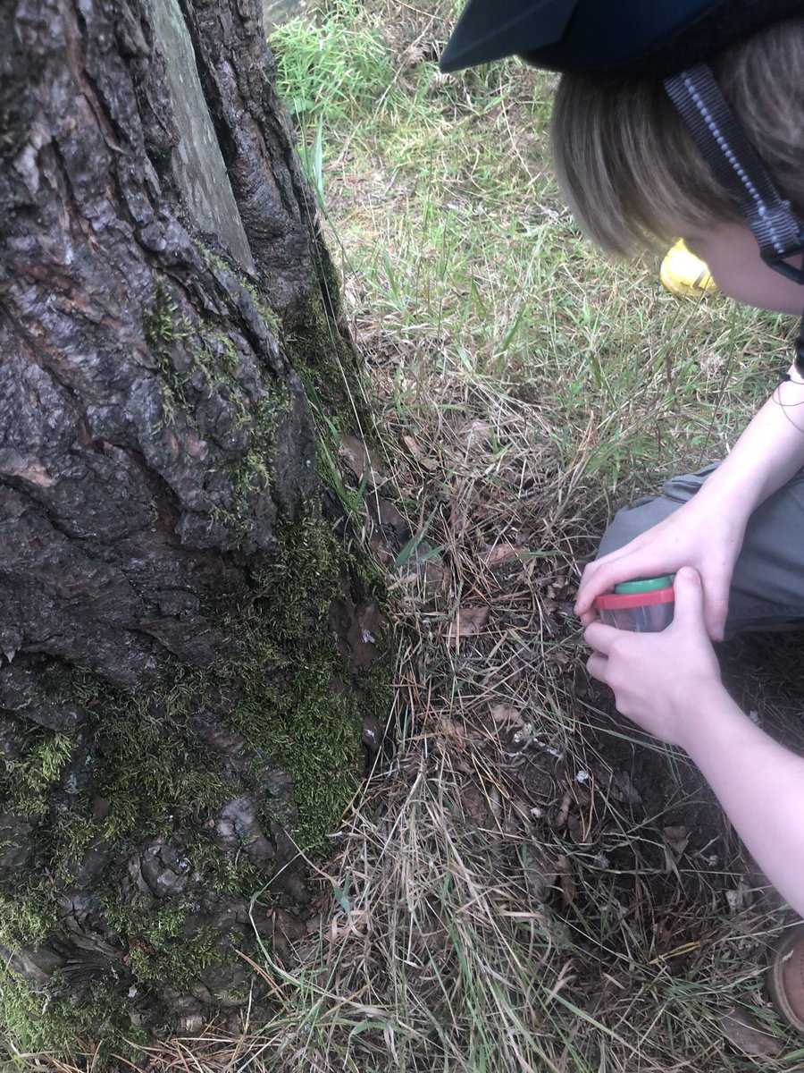 LearningLog1's tweet image. #LGPAScience @laceygreenpa It’s been a summer spent exploring nature, learning about different animals and their habitats.