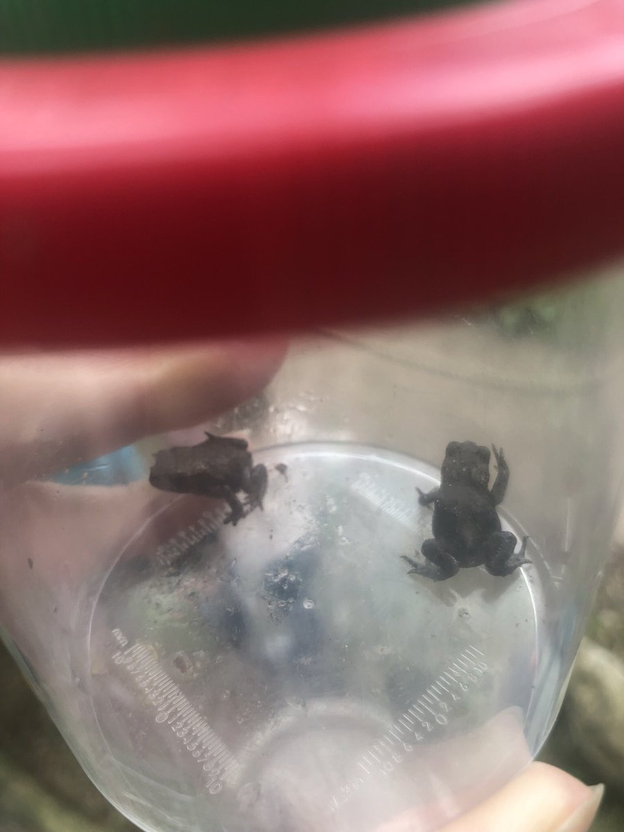 LearningLog1's tweet image. #LGPAScience @laceygreenpa It’s been a summer spent exploring nature, learning about different animals and their habitats.