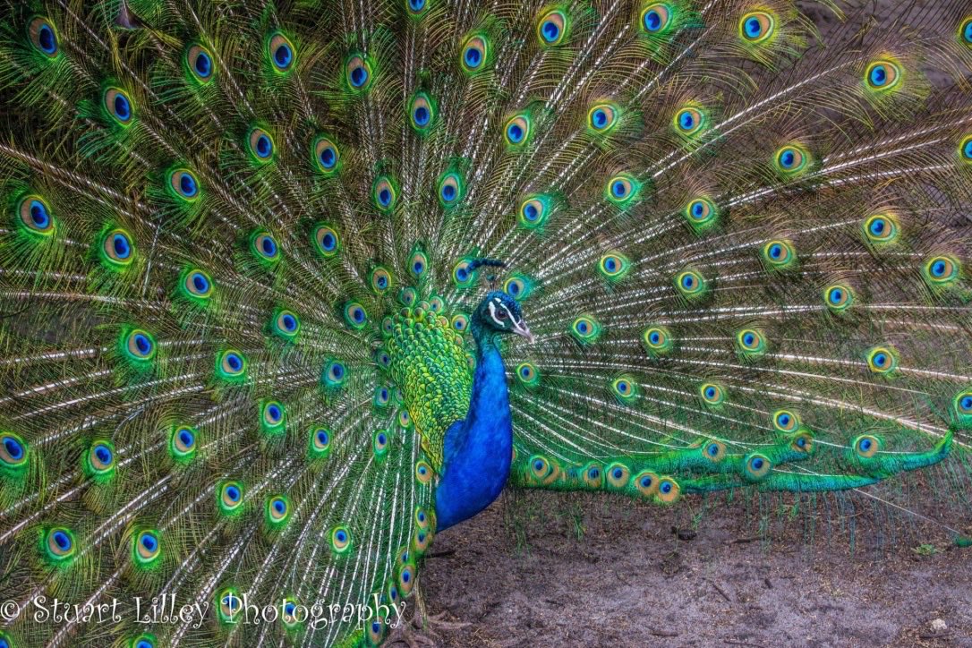 RT @StuartLilleyPh1: @ThePhotoHour A Lovely Peacock https://t.co/kUM52yobj8