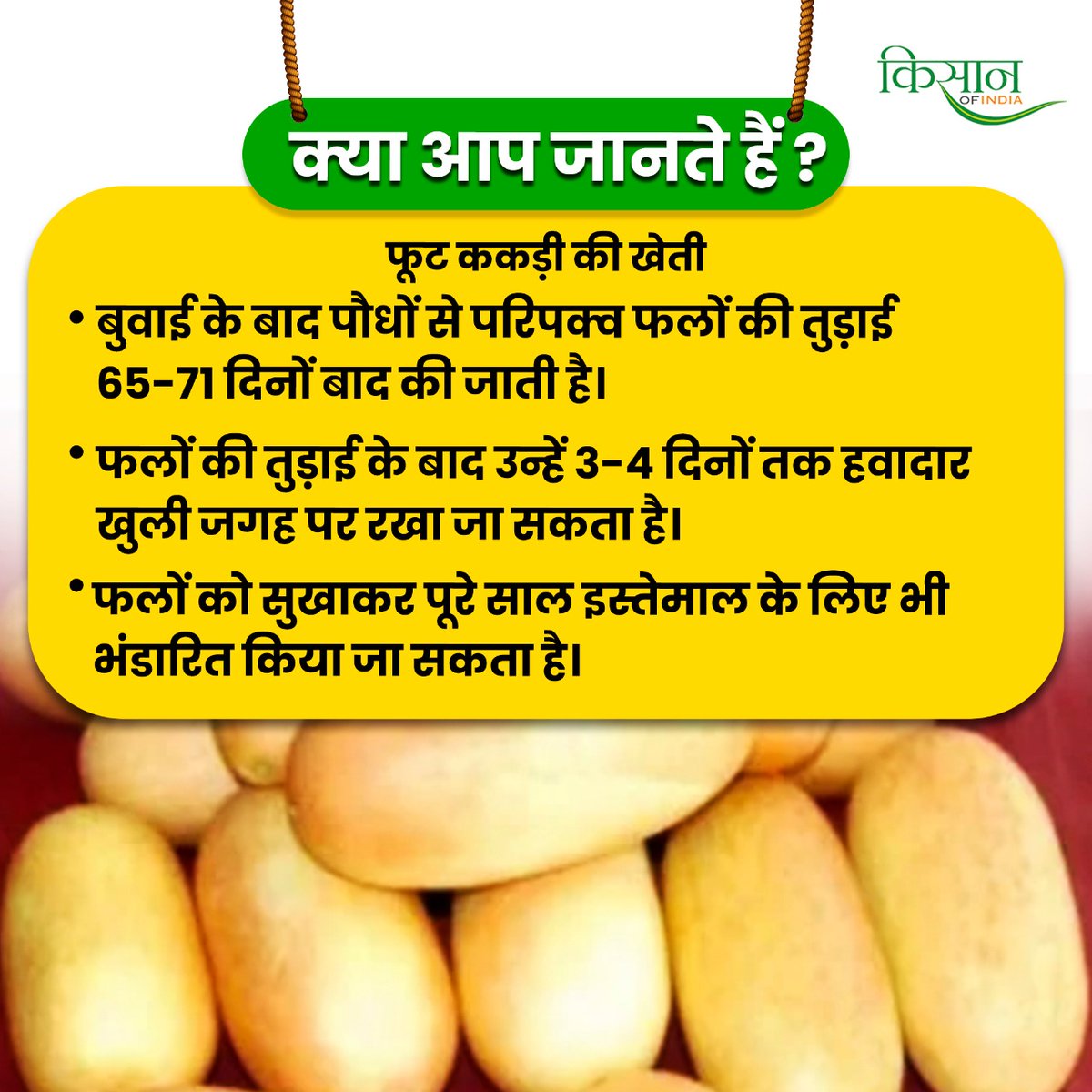 KisanofIndia's tweet photo. बुवाई के बाद पौधों से परिपक्व फलों की तुड़ाई 65-71 दिनों बाद की जाती है।

फलों की तुड़ाई के बाद उन्हें 3-4 दिनों तक हवादार खुली जगह पर रखा जा सकता है।

फलों को सुखाकर पूरे साल इस्तेमाल के लिए भी भंडारित किया जा सकता है।
#क्या_आप_जानते_हैं #MelonFarming #Kakdikikheti #KisanOfIndia https://t.co/OrU36YqSQc