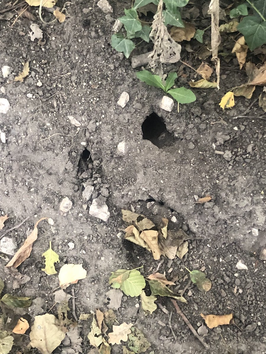 LearningLog1's tweet image. #LGPAScience @laceygreenpa Nature detectives….Who do you think lives here?