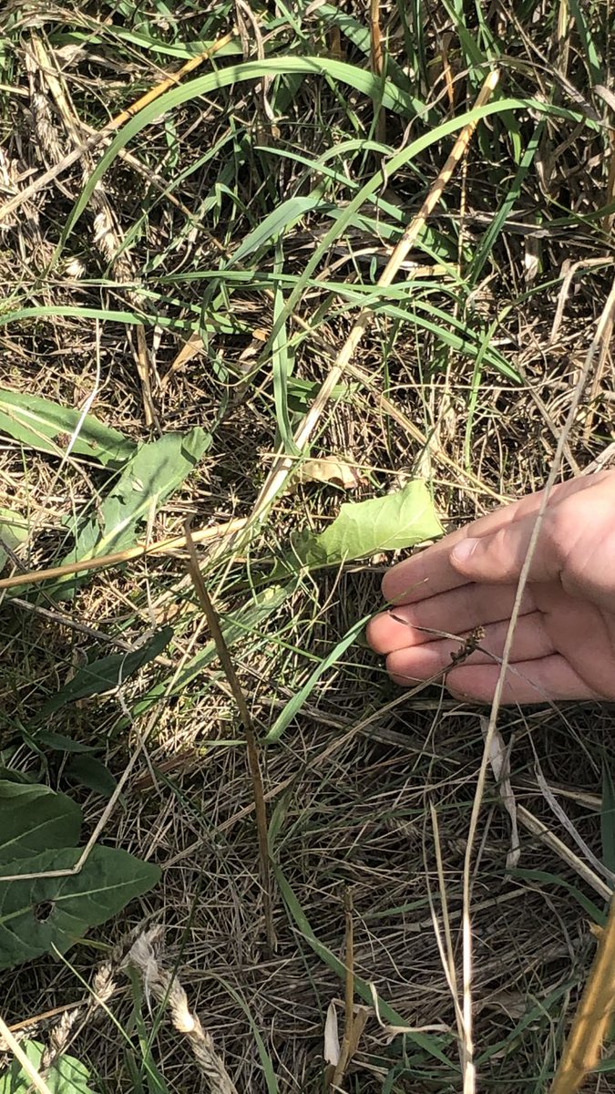 LearningLog1's tweet image. #LGPAScience @laceygreenpa Can you spot the grasshopper!