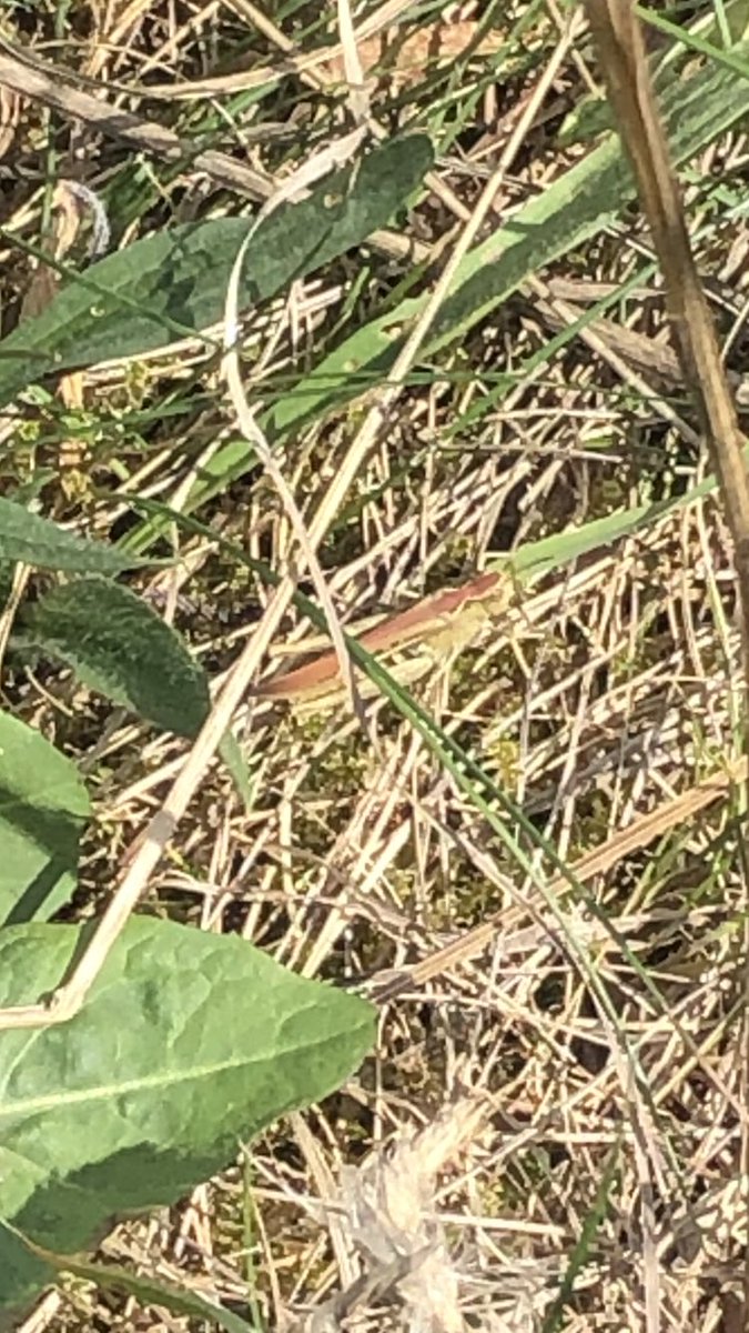 LearningLog1's tweet image. #LGPAScience @laceygreenpa Can you spot the grasshopper!