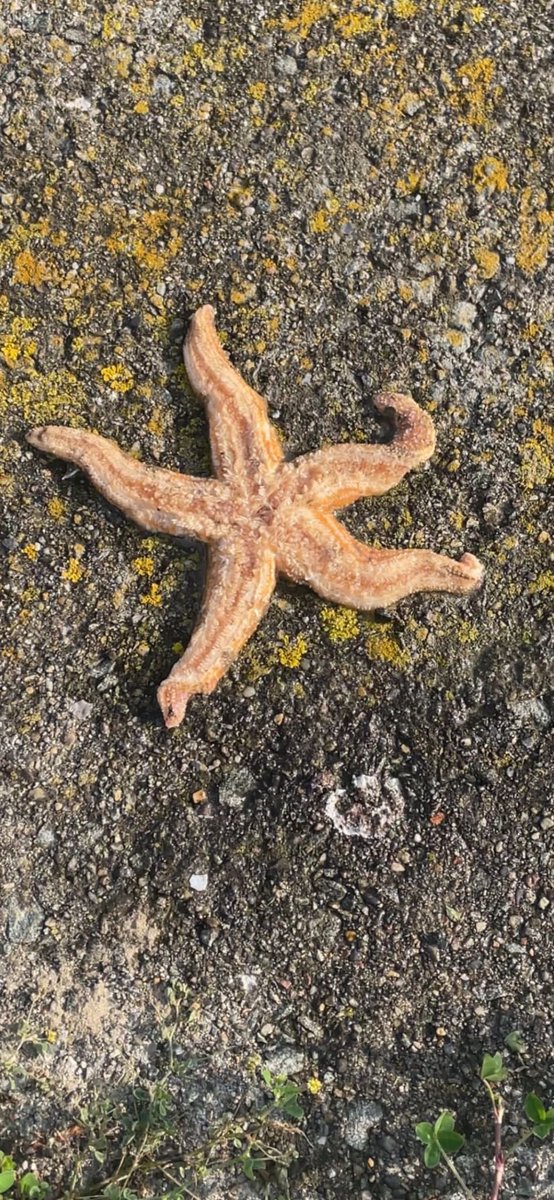 LearningLog1's tweet image. #LGPA @laceygreenpa Exploring some of the marine life that lives in our oceans.