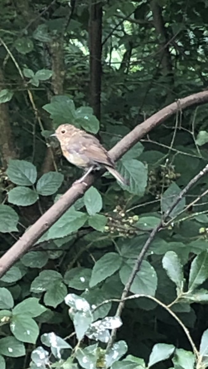 LearningLog1's tweet image. #LGPAScience @laceygreenpa Enjoying nature.