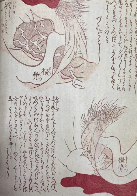 陰茎のピストンのやり方を、内部図とともに説明している江戸期のハウツー本。
陰茎の背筋部分(どこやねん)で女性の横骨という部分をゴリゴリゴリゴリと音のするほど擦り、できるだけ大腰で毛の生え際まで挿入すれば子宮(こつぼ と読む)がじゅうぶんに開いて女性は大善がりらしいです。 