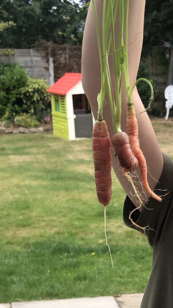 LearningLog1's tweet image. #LGPAScience @laceygreenpa Learning to live more sustainably by growing fruits and vegetables.This summers crops have included broccoli, carrots and courgettes.