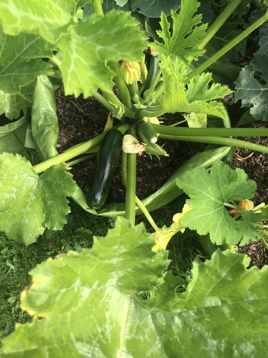 LearningLog1's tweet image. #LGPAScience @laceygreenpa Learning to live more sustainably by growing fruits and vegetables.This summers crops have included broccoli, carrots and courgettes.
