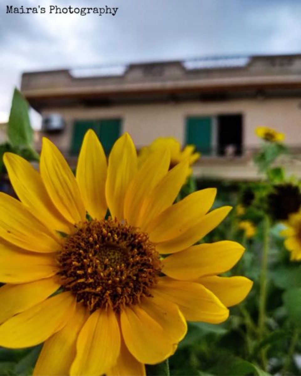 LovinIsloo's tweet photo. Flowers will never refuse to stay in Isloo! I mean come on everyone here is a flower. 😩🤣

📸: @_mairasphotography

#LovinIsloo #LovinPk #Islamabad #Isloo #POTD #PhotoOfTheDay #Islamabaddiaries #Islooites #Photography https://t.co/tkNQle6JOl