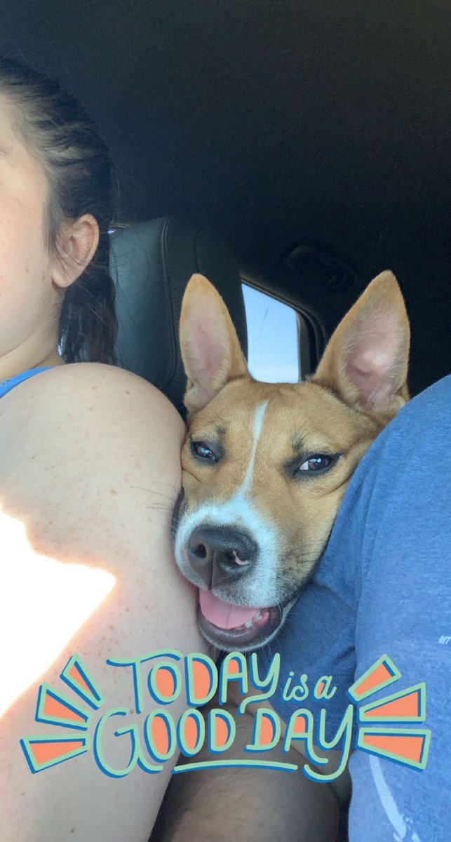 MackkkkP's tweet photo. @dog_rates @Trupanion https://t.co/YAdykkjHOm