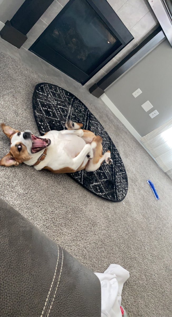 MackkkkP's tweet photo. @dog_rates @Trupanion https://t.co/YAdykkjHOm