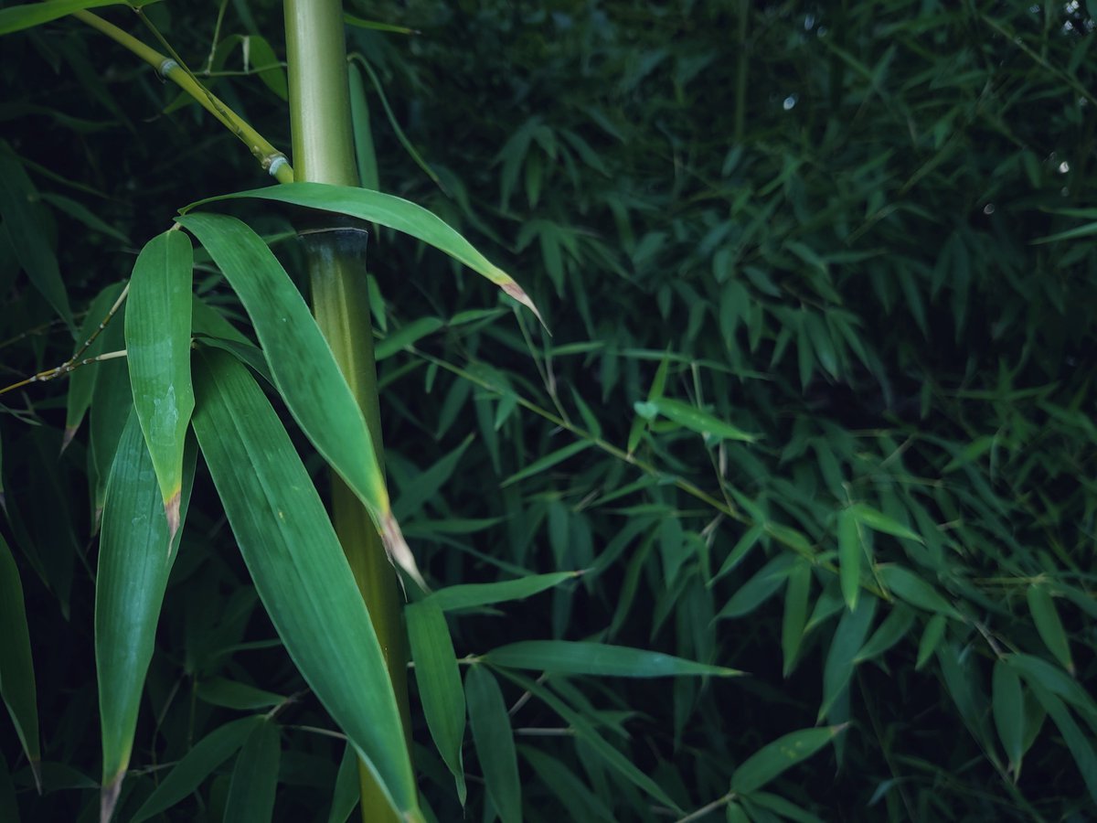 Bamboo forest
#bamboo 
#bamboosticks
#greenery 
#wallpapermaterial 
#photooftheday 
#photography 
#bambooleaf