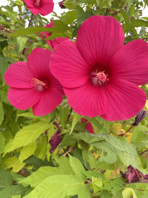 Twitterのコスプレ画像15