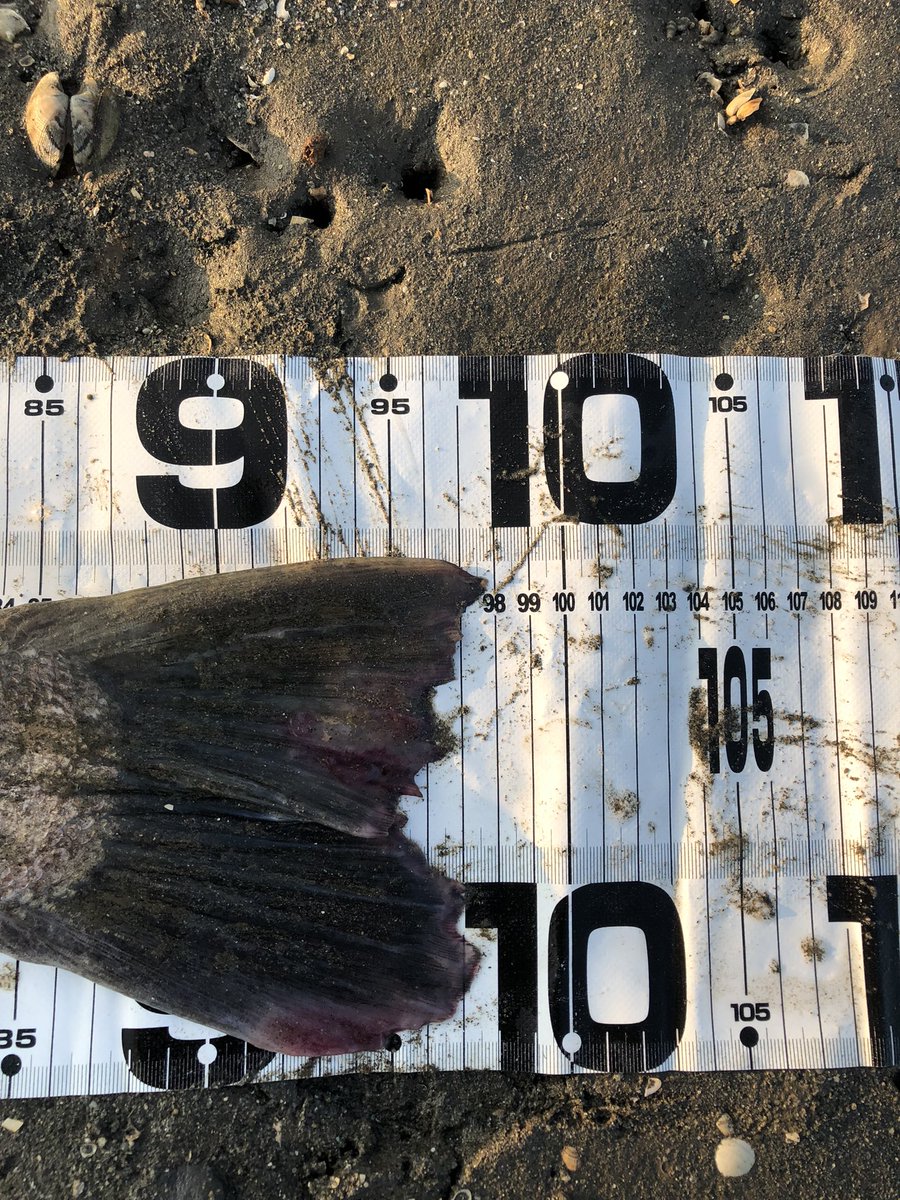 うえっち tweet media