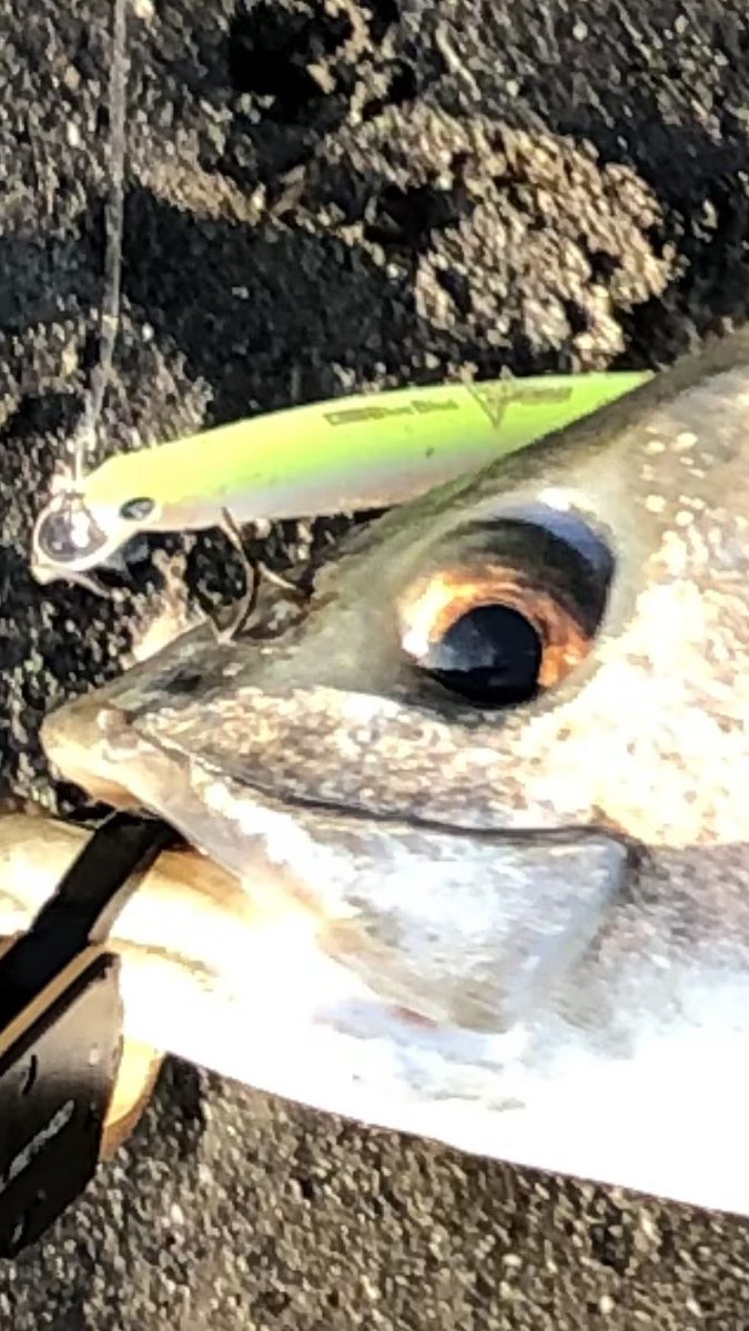 うえっち tweet media