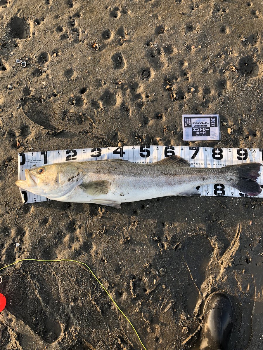 うえっち tweet media