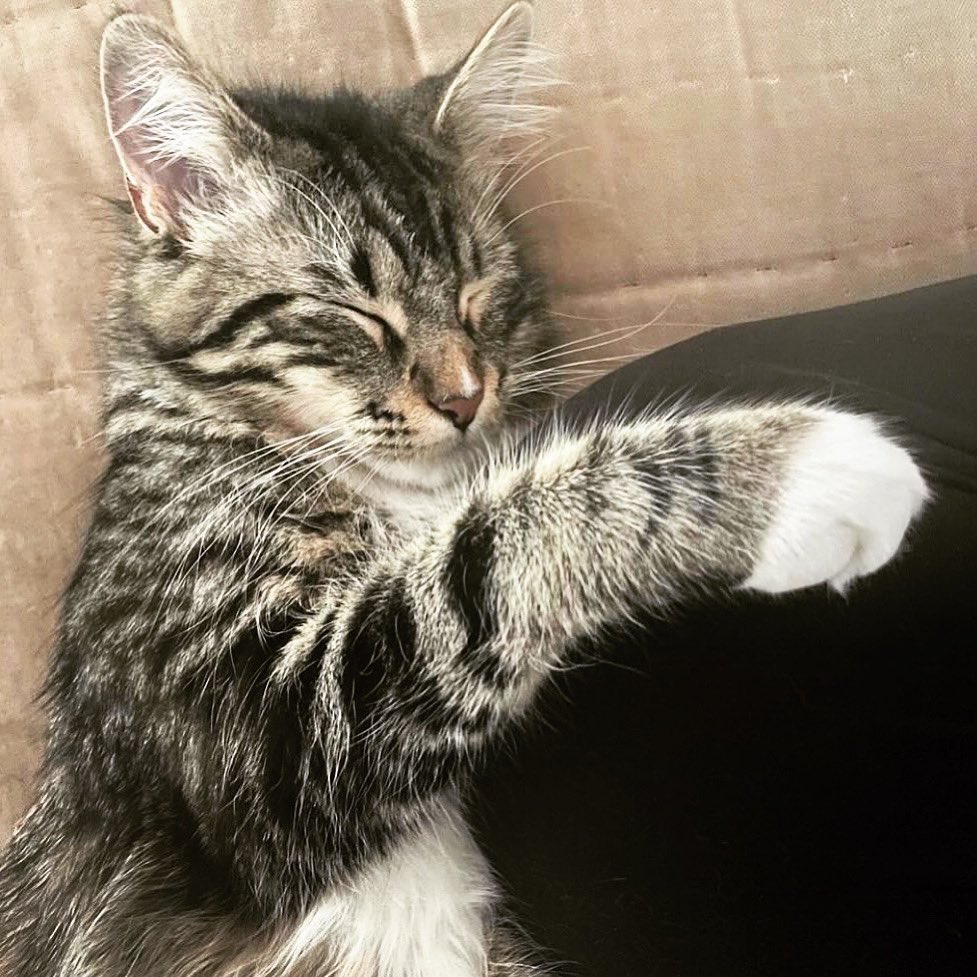 JigPawsDotCom's tweet photo. “Lunchtime is snoozie-time…!” 😻
#cat #animal #nature #kittens #catlover #life #meow #pussycat #pets #tagblender #catsofinstagram #kitten #ilovemypet #petsagram #kitty #ilovecats #ilovemycat #instapets #ilovecat #catstagram #catlovers #cutecate #petstagram #photogifts #jigpaws https://t.co/Ve8919lnpO