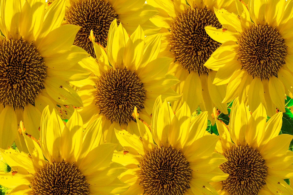 GlazeHerbert's tweet image. Sunflowers in bloom wallpaper background. 
#canonphotography 
#canonshooter
#backgroundtexture
#NaturePhotography