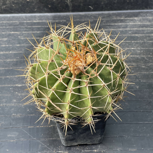 cactusspot's tweet photo. New plants at https://t.co/XxIedbJRbk on-line shop, Ferocactus schwarzii. See it here: https://t.co/mjpLOSMpJo https://t.co/aebB5bNSxn