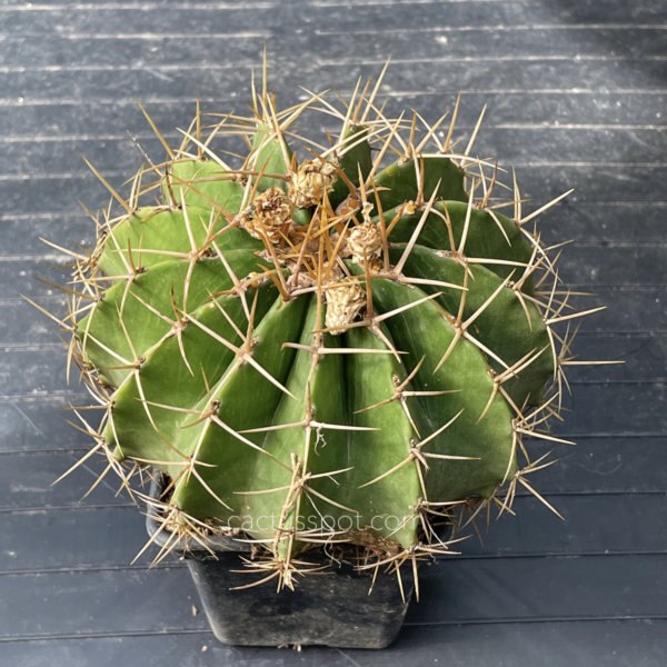 cactusspot's tweet photo. New plants at https://t.co/XxIedbJRbk on-line shop, Ferocactus schwarzii. See it here: https://t.co/JXIk8g52wf https://t.co/uLbXmaXLOM