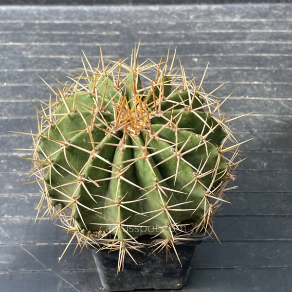 cactusspot's tweet photo. New plants at https://t.co/XxIedbJRbk on-line shop, Ferocactus schwarzii. See it here: https://t.co/laWPOUeRjH https://t.co/FEp27nzPzQ