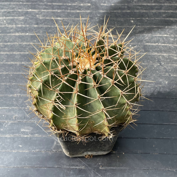 cactusspot's tweet photo. New plants at https://t.co/XxIedbJRbk on-line shop, Ferocactus schwarzii. See it here: https://t.co/blR7Hjsvd8 https://t.co/VJAgeurRPL