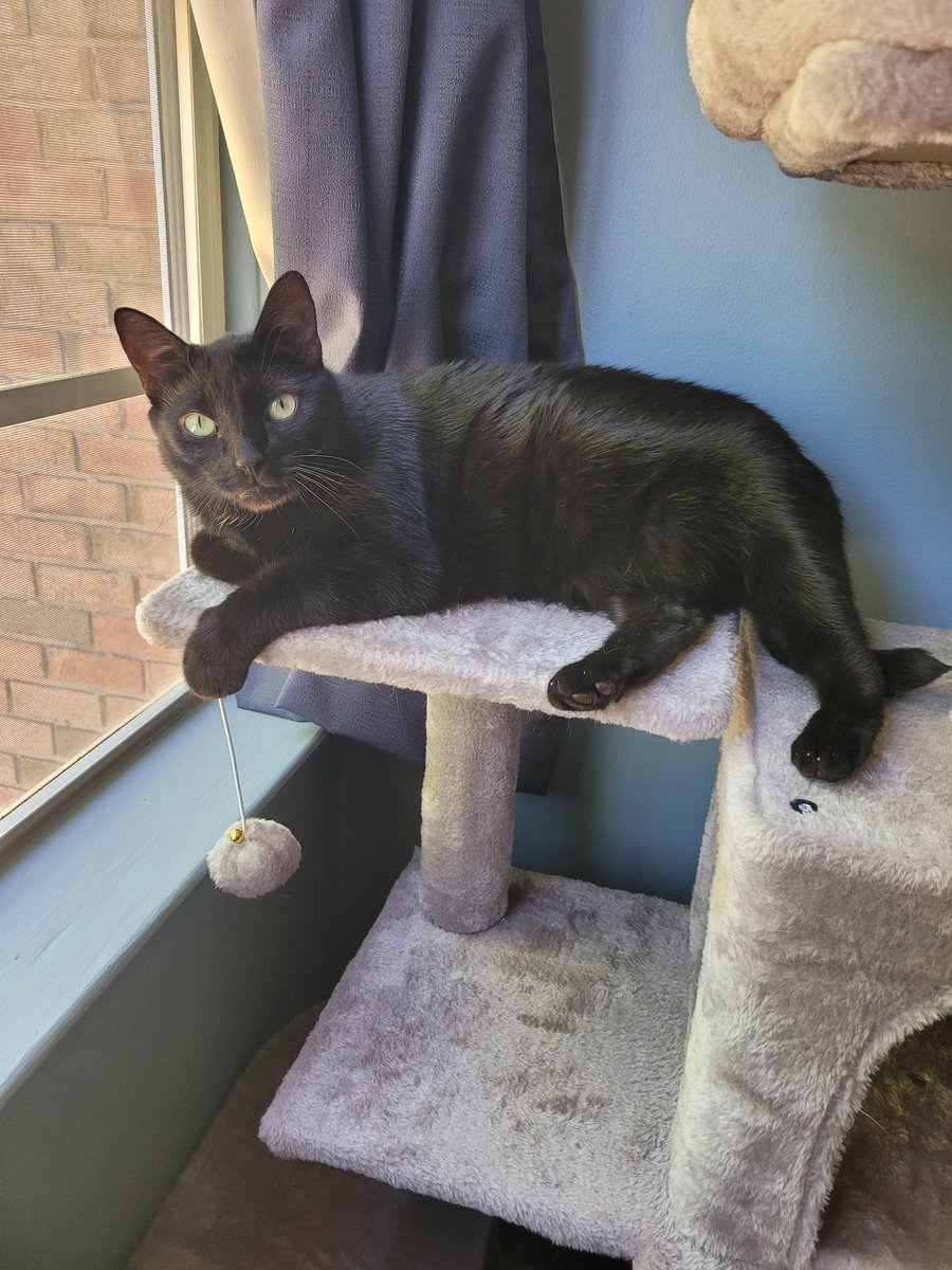 Crabanedhel's tweet photo. @heyitssharla It helped my boy cat, Lugosi, alot! https://t.co/w7rvkPIzPg