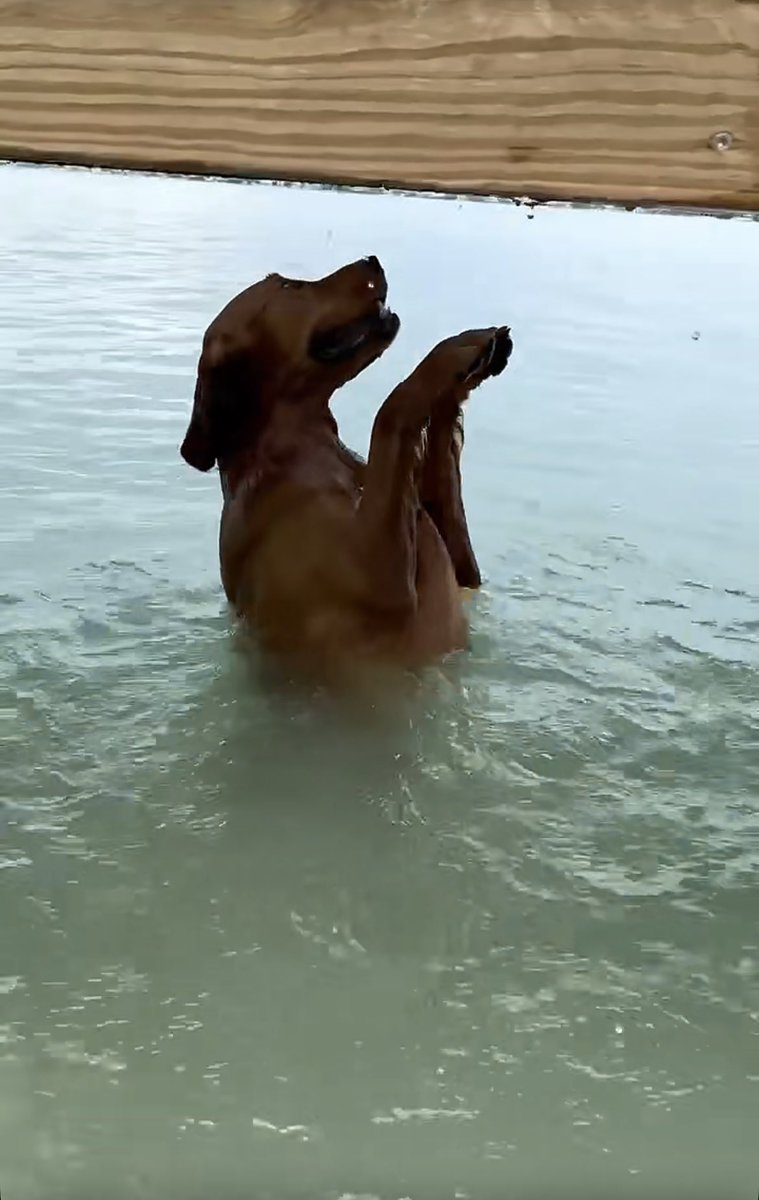 NachoCFry's tweet photo. @TheGoldenRatio4 ALLOW ME TO SHOW YOU MY BALL-SUMMONING RITUAL https://t.co/4T4AF1ODdD
