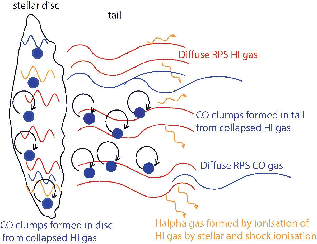 DebTirna's tweet photo. We also observe an anti-correlation between HI and CO, hinting at an efficient conversion of HI to H2. We find that both RPS and HI-to-H2 conversion are significant depletion channels for HI gas. HI-to-H2 conversion is more efficient in the disc than in the tail. https://t.co/RgJh617kpD