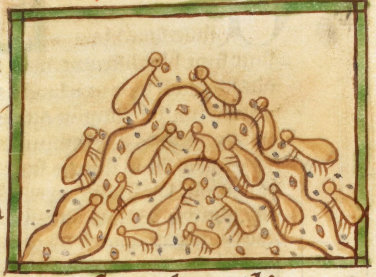 OEWordhord's tweet photo. #OldEnglish #WOTD: ǣmet-bed, n.n: ant hill. (AM-et-BED / ˈæː-mɛt-ˌbɛd) Image: Bestiary; England, 13th century; @BLMedieval Harley MS 3244, f. 50r. https://t.co/nPHLRV10qj