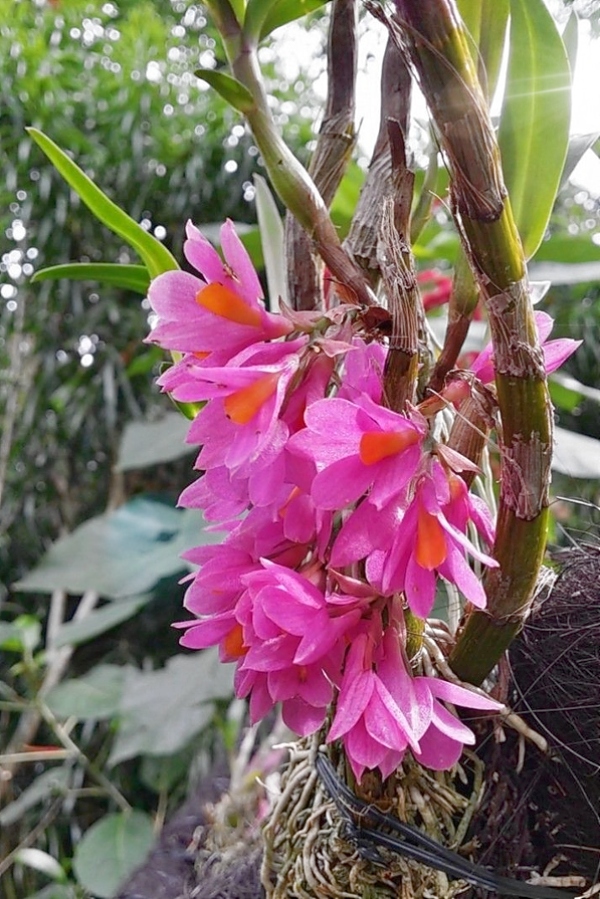 KubinRonnie's tweet photo. Dendrobium Hibiki 🌸🌷🌱
Is a hybrid between
Dendrobium Bracteosum and Dendrobium Laevifolium
It is a warm growing epiphyte that produces
a tiny purple-pink color #orquideas #orchids
#gardenning #plants #กล้วยไม้ #蘭 #フラワーズ #flowerers https://t.co/OiwXP8UAXL