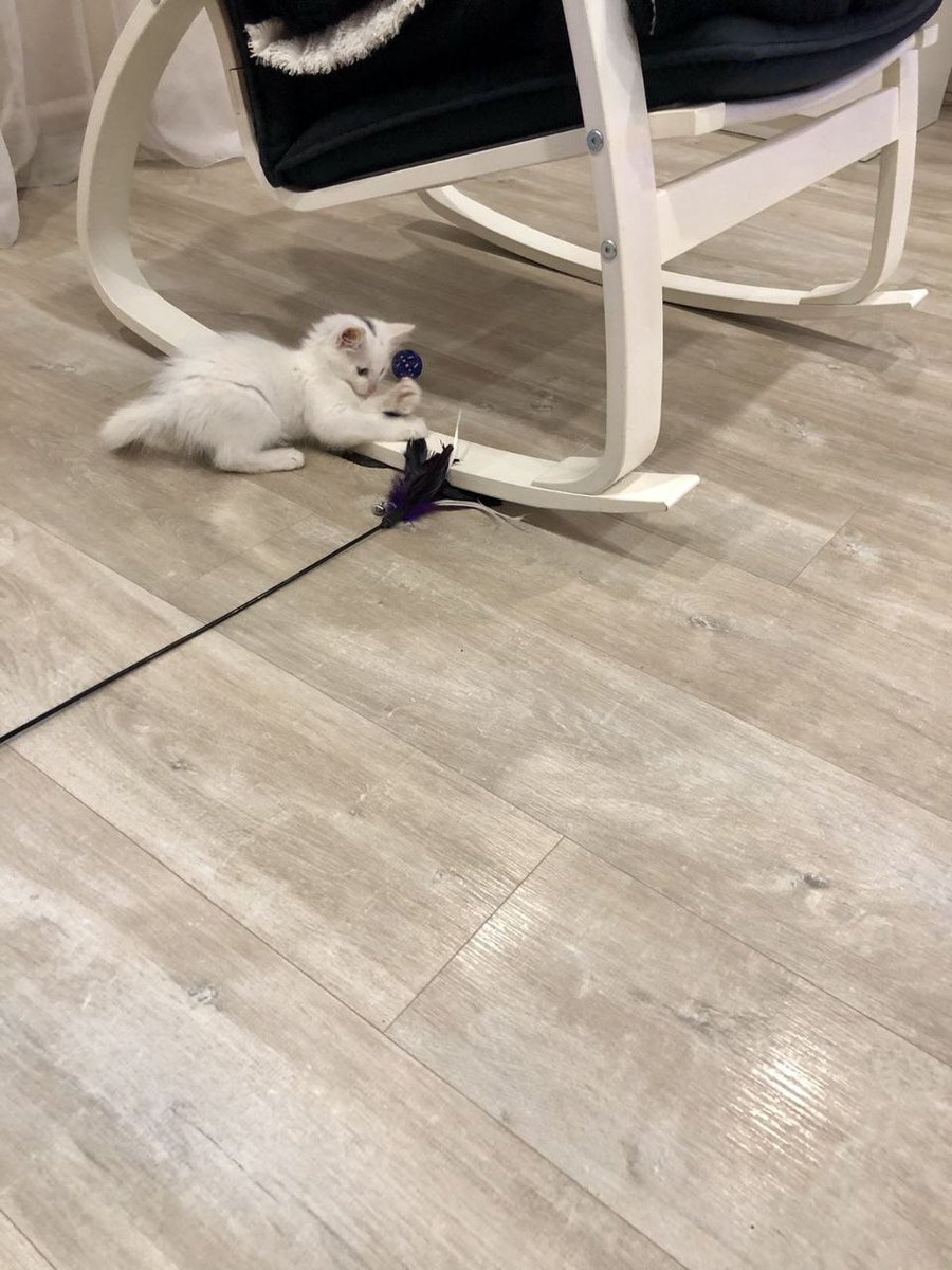 Moreoshka's tweet photo. Твиттер Нижний Новгород, тут котеночка отдают! Мальчик, белый, пуфшыхштый, смешнючий. Хромает на переднюю лапку: была сломана и неправильно срослась, таким уже нашли.
Осень скоро, нужно будет греться, а котик отлично подходит для тёплых обнимашек – пишите мне, если запал в душу) https://t.co/YMcKjn9Dwc