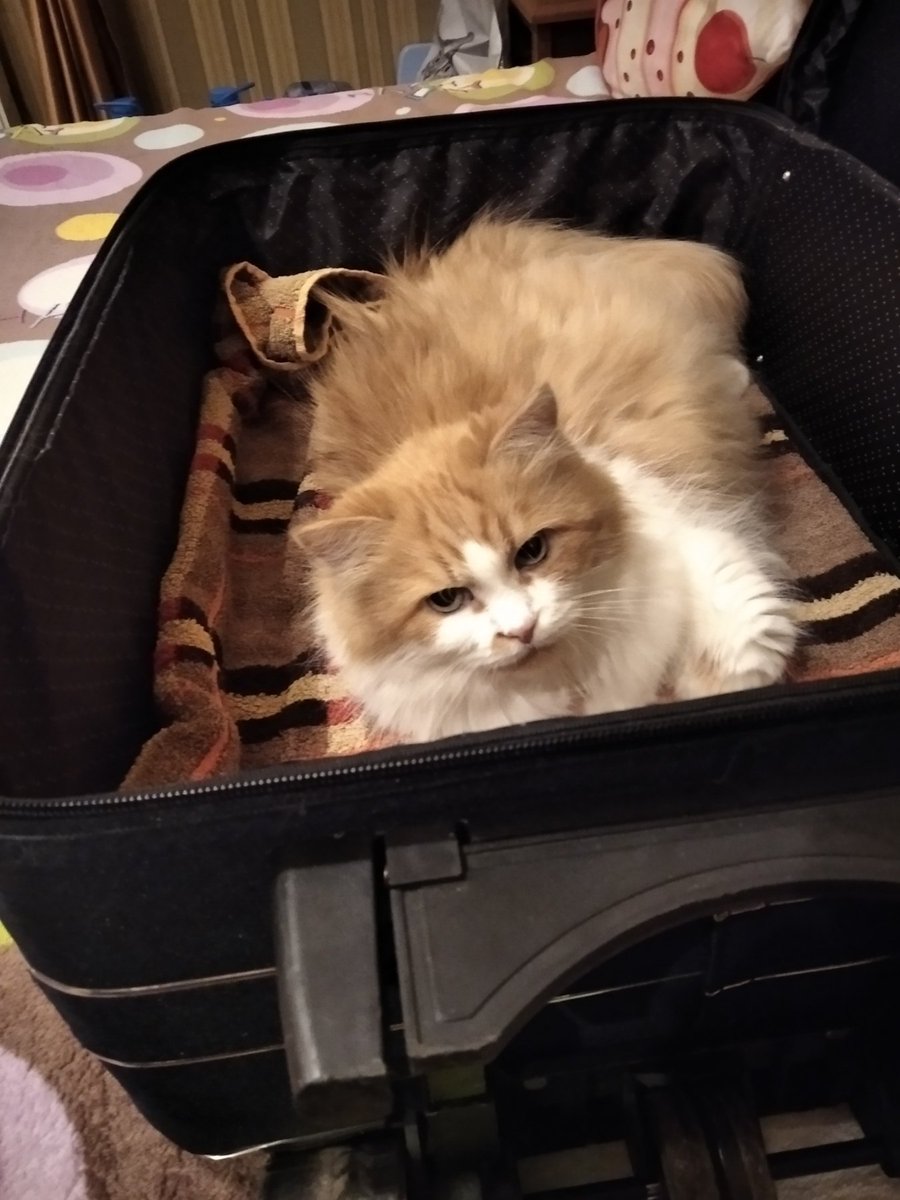 sprt_stanslvski's tweet photo. Dobre rano a vsehno nailepsi! #cat #кот #Caturday #CatsofTwittter #catsofinstagram #catelegram #CatWar https://t.co/dTT4nytOl5