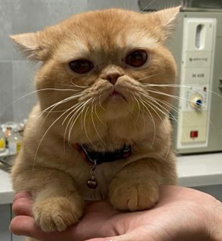 #Ankara British gold azıcık şişko garfield oğlumuza yuva arıyorum.1.5 yaş kısır.Bir süredir ishal sorunu var.Şayet ishali geçmezse kolonoskopi baktırması gerekebilir veya profesyonel mama kullanabilir.Takip şartı İle yuvalandırılacaktır.  
<a href="/yasamak/">yasamak🇹🇷</a>.icin.yasat  TEL:☎️05309342737