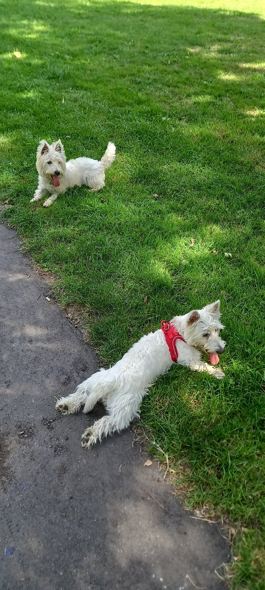 SamJones19721's tweet photo. Me with me friend Barney, we were playing chase, then needed a rest https://t.co/YSnpWf5NU9