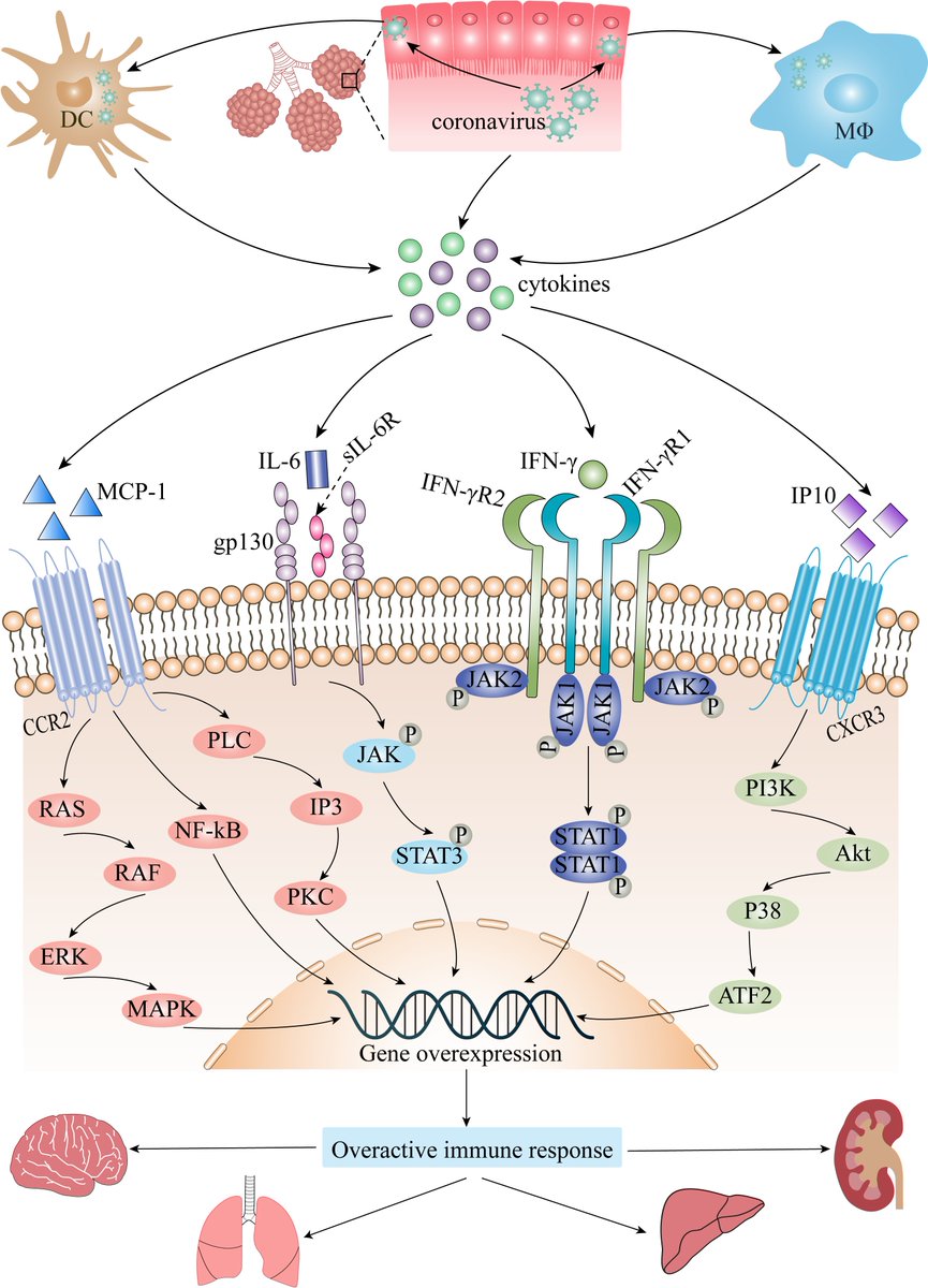 Landmark_IMR's tweet image. 🌟SELECTED Article🌟
Role of cytokine storm in coronavirus infections: culprit or accomplice?
BY: Bin Zhu and Chun Yang et al. from Affiliated Hospital of #Soochow University and #Nanjing Medical University in #China
🔍imrpress.com/journal/FBL/27…
#coronavirus #SARSCoV2 #COVID19