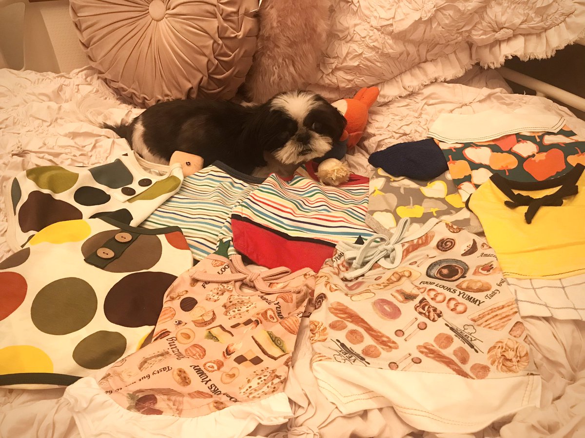 onigiri_pukuta's tweet photo. まだ皮膚の治療中で、皮膚の保護の為に犬服VERYさん@very_tokyo のセールでお買い物しましたฅ🐾
むむちゃんファミリー@ayakiss のかわい子ちゃんがモデルさんをしていて、商品ページで見つめて来るので厳選が大変でした( ˊᵕˋ ;)💦
かわいい服がたくさん！どれも綿なので良さそうです🥰 https://t.co/70ot92Rs7r