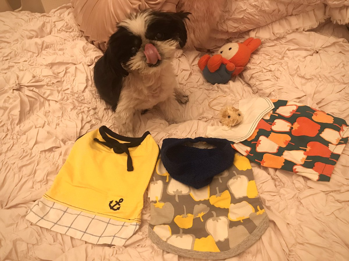 onigiri_pukuta's tweet photo. まだ皮膚の治療中で、皮膚の保護の為に犬服VERYさん@very_tokyo のセールでお買い物しましたฅ🐾
むむちゃんファミリー@ayakiss のかわい子ちゃんがモデルさんをしていて、商品ページで見つめて来るので厳選が大変でした( ˊᵕˋ ;)💦
かわいい服がたくさん！どれも綿なので良さそうです🥰 https://t.co/70ot92Rs7r