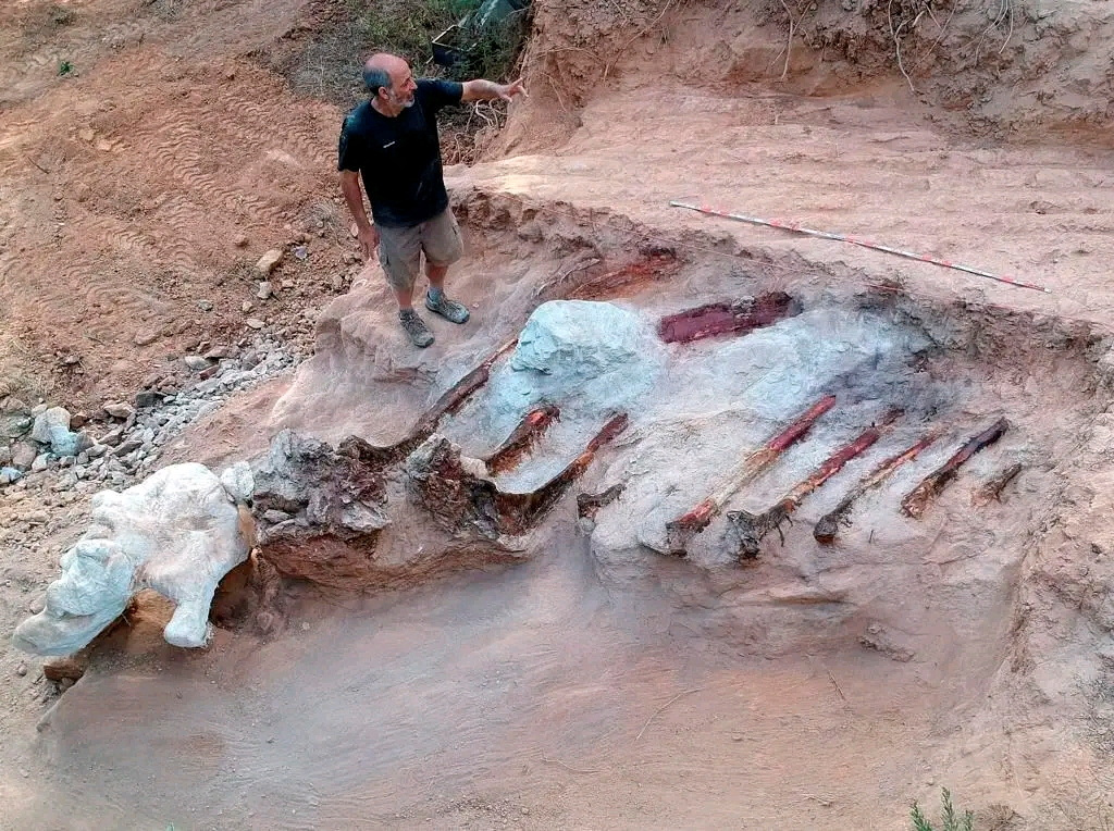 The Philippine Star on Twitter "REMAINS OF LARGE DINOSAUR SKELETON