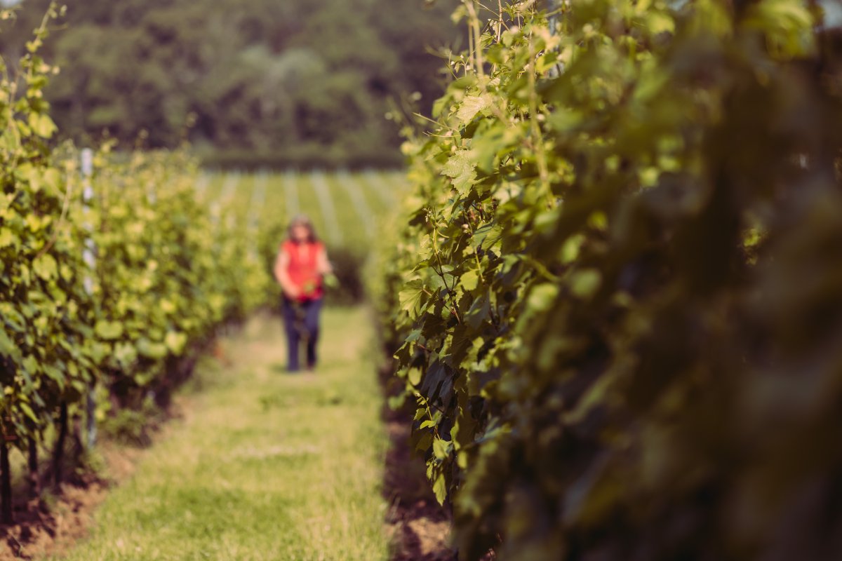 We've written a new vineyard dispatch blog about canopy management - one of our most essential tools for growing ripe, healthy grapes as an organic producer in the UK. 

Read it here 👉 ow.ly/NgrZ50KuQl8