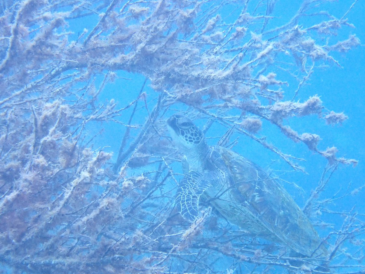 伊豆諸島 神津島のダイビングスポット情報 Scubamonsters日本全国ダイビングスポット情報