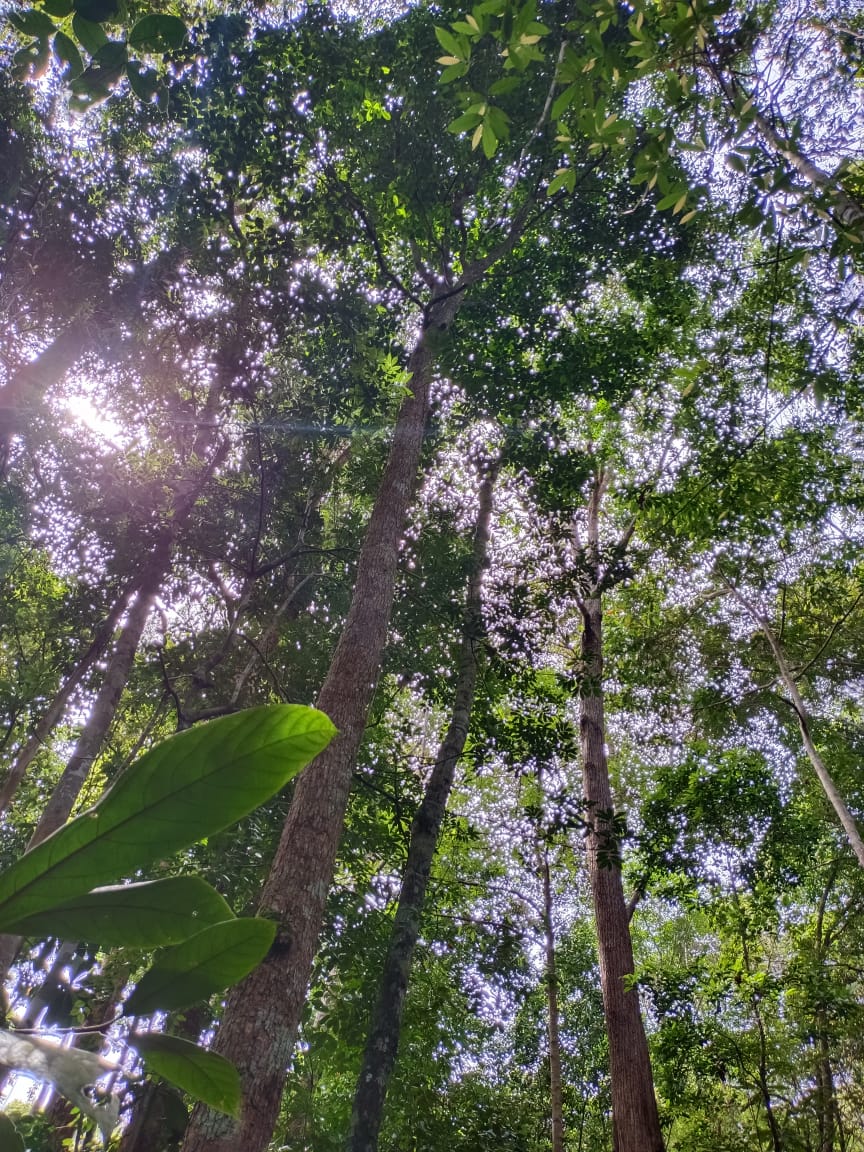 ACTGenomics's tweet photo. #GGI_grant supported #fieldwork continues, as we explore the fringes of #AndulauFR in #Brunei. Here are some of the specimens encountered thus far... 🌿🍃#Castanopsis #Uvaria @UBD_IBER @BRIT_org @bgci @LinskyJean @danielecicuzza #GGI_grant #genomics #conservation #biodiversity https://t.co/sHWj6wySnC
