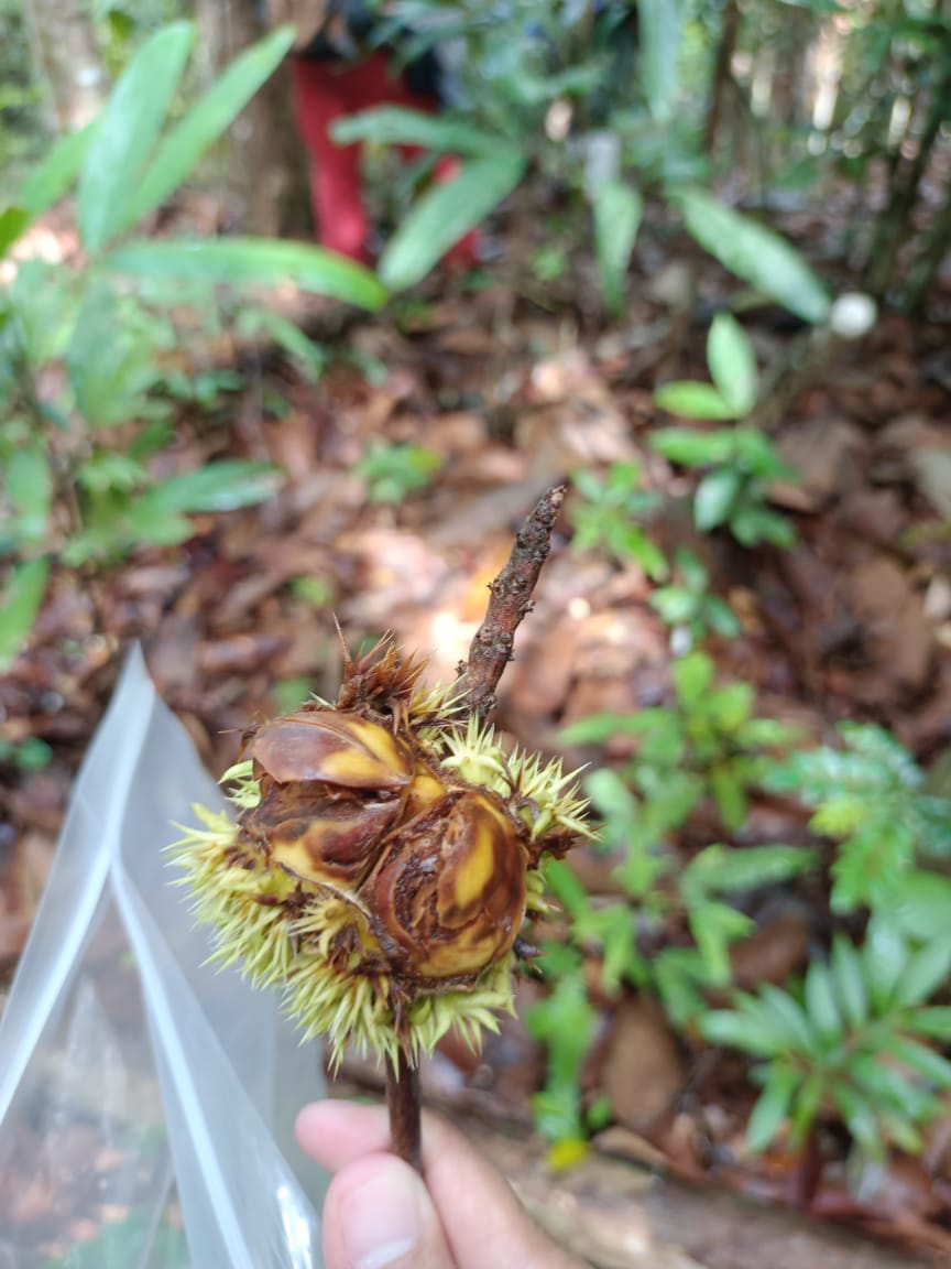 ACTGenomics's tweet photo. #GGI_grant supported #fieldwork continues, as we explore the fringes of #AndulauFR in #Brunei. Here are some of the specimens encountered thus far... 🌿🍃#Castanopsis #Uvaria @UBD_IBER @BRIT_org @bgci @LinskyJean @danielecicuzza #GGI_grant #genomics #conservation #biodiversity https://t.co/sHWj6wySnC
